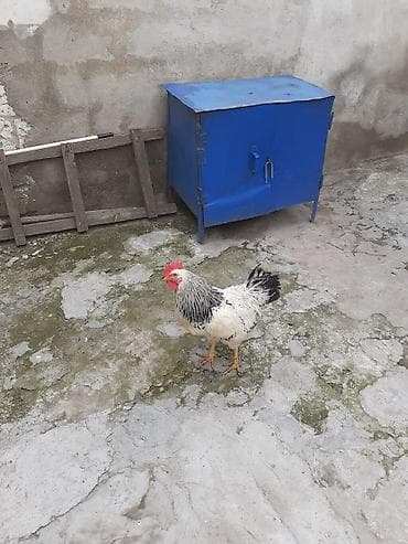 1 dene xoruzdur 15 azn Unvan Bileceri lalafo.az -da 1 dene xoruzdur 15 azn Unvan Bileceri