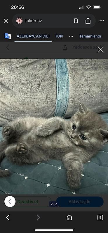 naxcivan heyvan elanlari: Britan, Dişi — 2