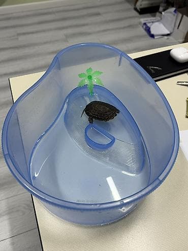 Akvariumlar: Tısbağa akvariyumu ilə birlikdə satılır çox ucuz qiymətə. Çox — 7