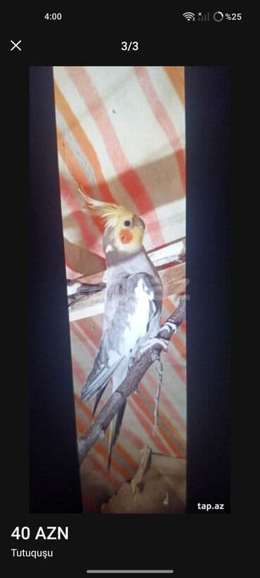 Salam barter var valnisdilerle.erkekdi lalafo.az -da Salam barter var valnisdilerle.erkekdi