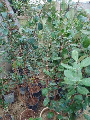 bamya toxumu nədir: Məhsul: Saksıda feijoa (akkaya/quava ananası) tingləri Təsvir: - — 3