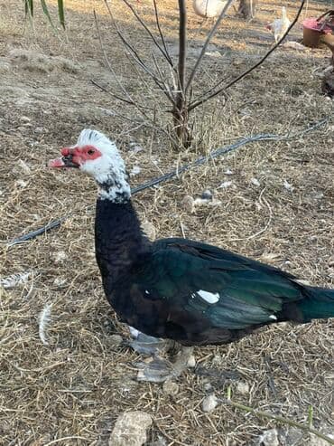 kayuqa ordek: 3 eded yaşilbaş dişi 15 azn 1 eded qarişiq zumrud 35 azn 1 eded — 2