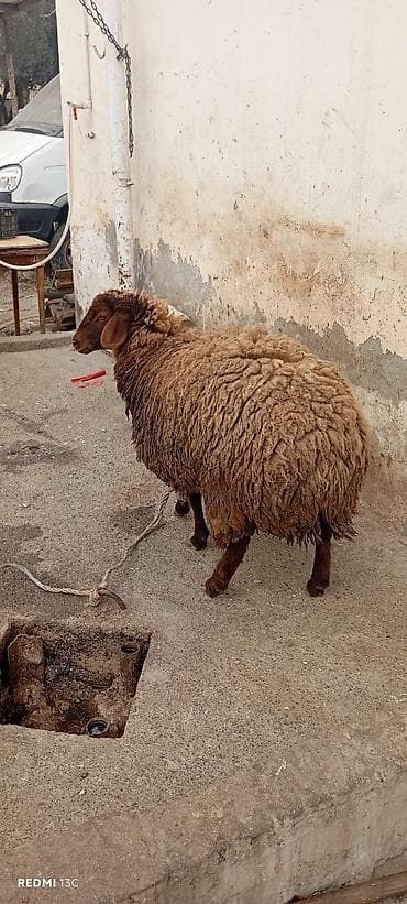 Pişiklər: Qoyun – yerli cins, qəhvəyi rəngli, uzun və sıx yunlu. qala dişi — 6