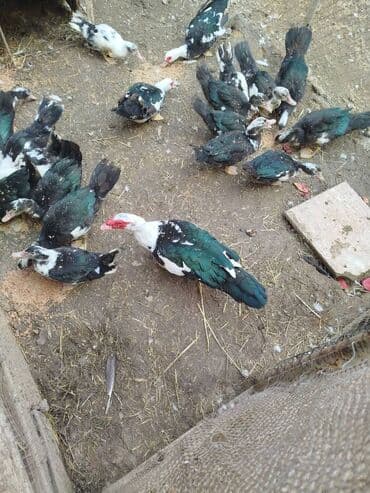 cins ineklerin qiymeti: Самец, | Lal ordek, Для мяса, Самовывоз — 3