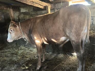 Dişi, il: 1, 100120 kq, Damazlıq