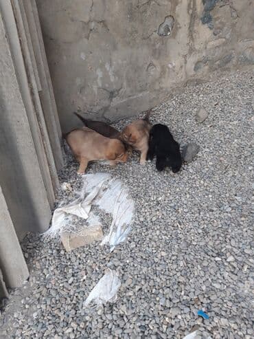 cins kecilər: Zvanok cinsi balalar satışda. - Şirin, aktiv və sosial balalar – qara — 3