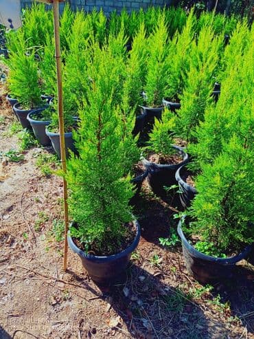 aile agaci: Limonu Yolka🌲 — 3