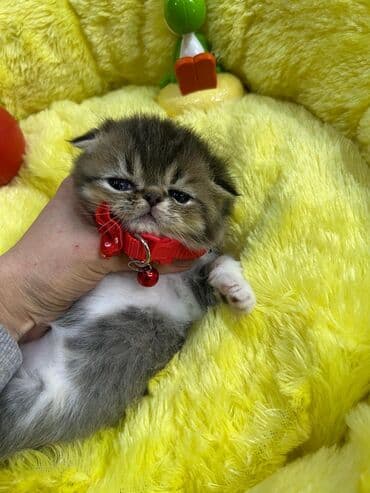 Gəmiricilər: Şotland, Erkək — 1