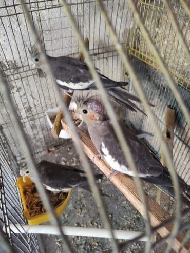 Nimfa (cockatiel) papağanları – boz-çəhrayı rəng çalarları, yanaqlarda