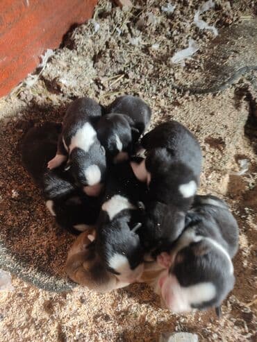 azerbaycanda it adlari: Xaski, Erkek — 2