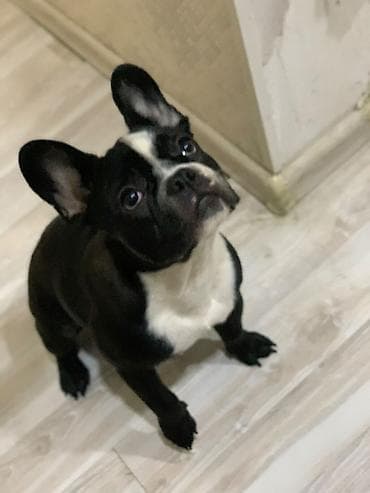 fransiz buldog: Fransiz buldoqu — 1