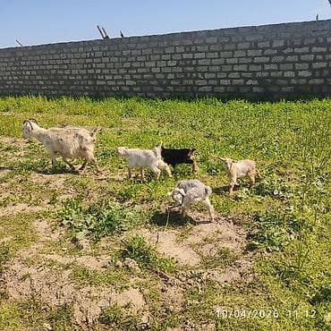 sani keci: - Ana bala keçi dort balasi var üçü erkey biri disididi cins heyvandi — 4