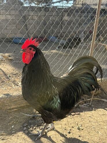 Xoruzlar: Qara rəngli xoruz - Rəng: tam qara, lələkdə yaşıl parıltı - Başlıq — 1