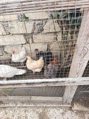 heyratı fere: Toyuq, Yumurtalıq — 3