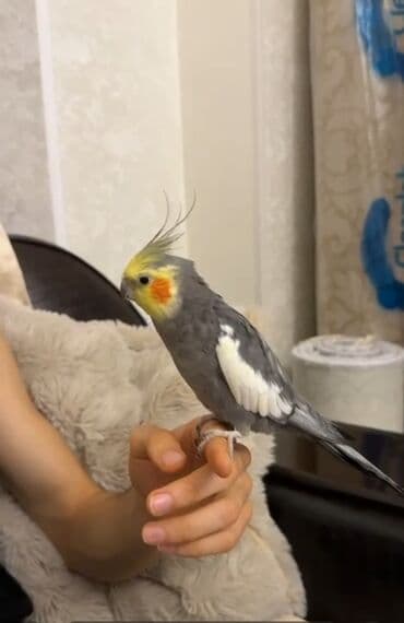 heyvanlara verilən xüsusi adlar: Salam olsun hər kəsə bu quş çox ağıllı və oynağan uşdu adı cəsurdu — 2