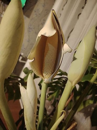 monstera bitkisi: Monstera deliciosa (Şveytsariya pendiri bitkisi) – iri, deşikli və — 1