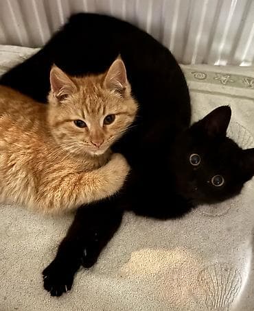 ucuz bala pişiklər: Erkək, Dişi, Yaxşı əllərə — 1