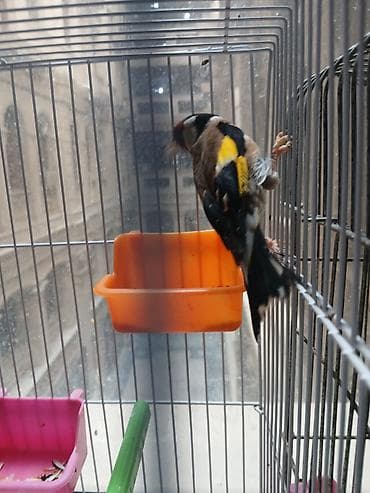 ev sicani: Məhsul: İki quş və qəfəs dəsti - Amadin . bulbul . valnisti . korella — 2