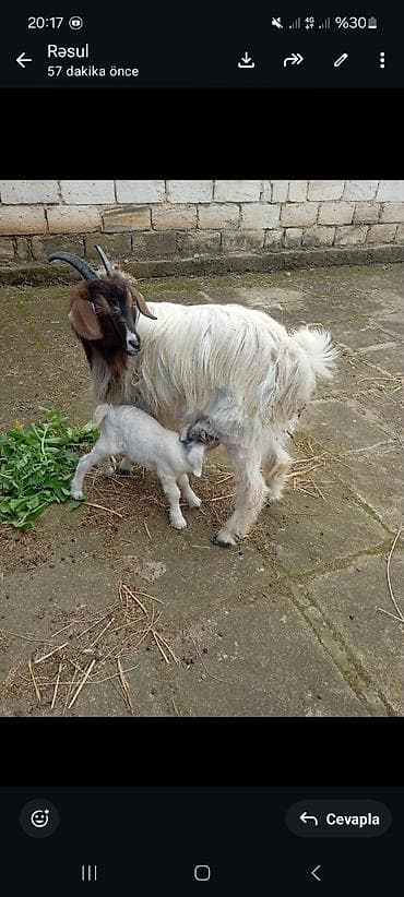 Boer tipli keçi – erkek balasi ilə birlikdə - Cins: Boer (ətlik