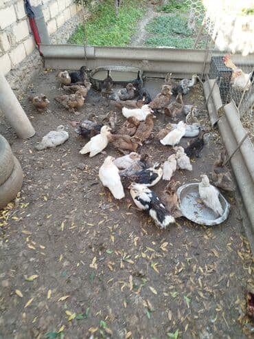 значок хары бюльбюль купить: Krasnadar zümrüd macar mirvari lavanda yerli lal ördək isdeyem vatsapa — 2