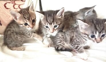 pişik balası satışı: Tabbi — 6