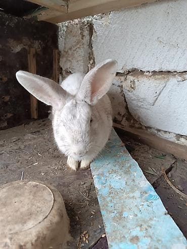 Сельхоз птицы: Saglam heyvanlardi bir erkey iki disidi istesen maraqlana biler — 1