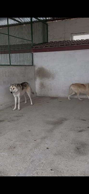 it yemleri: Cütləşmə üçün — 4