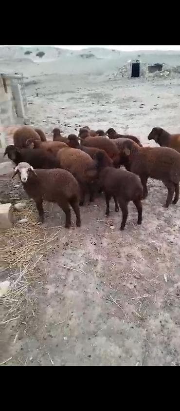 Damazlıq quzular satılır super qırmızı quzular sağlam heyvandı