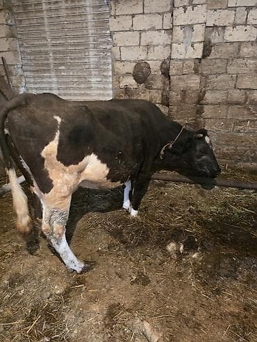 ucuz ev itleri: Satılır: Qara bala (dana) - Növ: iri buynuzlu heyvan, qara rəngli — 6