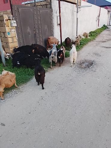 iri buynuzlu heyvan: Qoyun/keçi sürüsü – müxtəlif rənglərdə və cins tiplərində - — 1