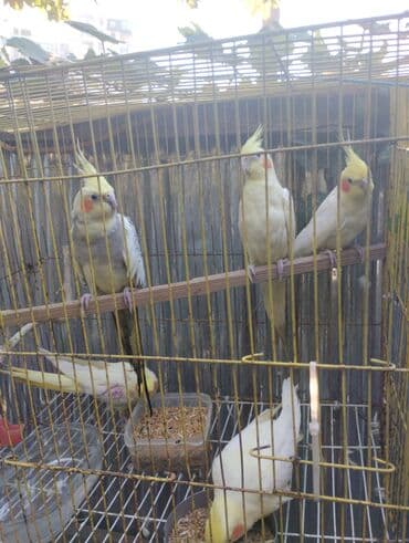 Məhsul: Nimfa tutuquşuları (Cockatiel) Təsvir: - Şəkillərdəki qəfəsdə lalafo.az -da Məhsul: Nimfa tutuquşuları (Cockatiel) Təsvir: - Şəkillərdəki qəfəsdə