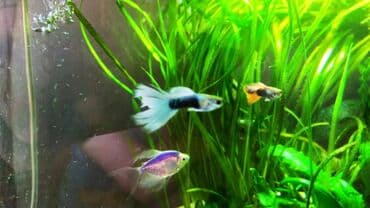 dib balıqları: Quppi, Sülhsevər — 2