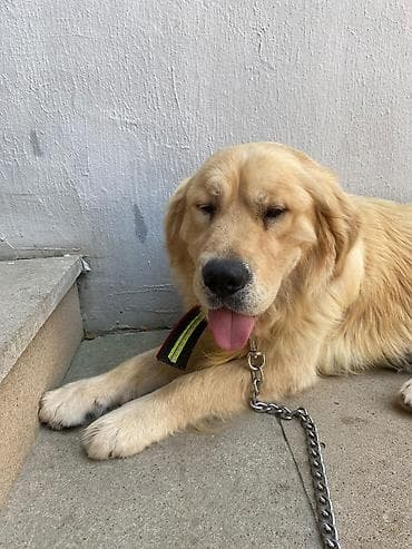 İtlər: Retriever, Erkek — 1