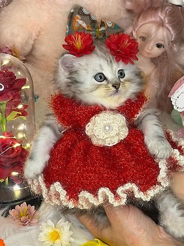heyvan: 🐾 Sağlam və Gözəl Cins Pişik Balaları Satılır! 🐾 Evinizə sevinc — 9