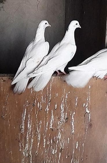 padnoska: 2 dene tutulma 1 i 5manat real alici vatsapa yazar vidyosunu ataram — 1