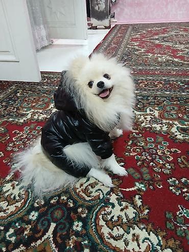 holstein inek satilir: Şpitz, 1 il, Erkek, Ünvandan götürmə — 5