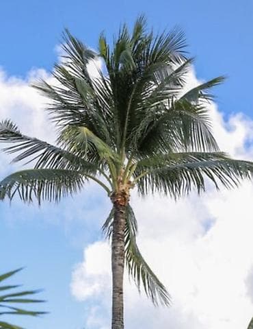 bonsai ağacı: Kokos xurması (Cocos nucifera) – dekorativ tropik palma Hündürlük 4 — 1