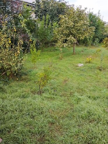 Məhsul: Meyvə ağacları ilə yaşıllıq sahəsi (həyətyanı bağ)Günəşli