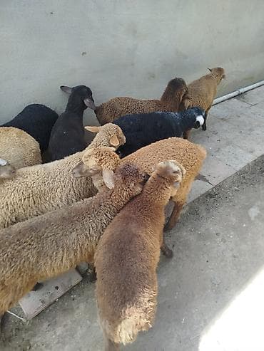 Mal-qara: Quzu sürüsü - Növ: Yerli qoyun/quzu - Say: Şəkillərdə bir