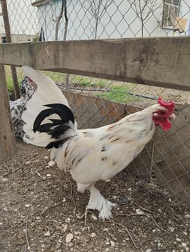 Pişiklər: Yaponka xoruz, ayağı lələkli, daş pipik, 1 illik, vaksini vurulub. 20 — 9