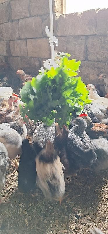 Cücələr: Toyuq cücələri, Damazlıq — 7