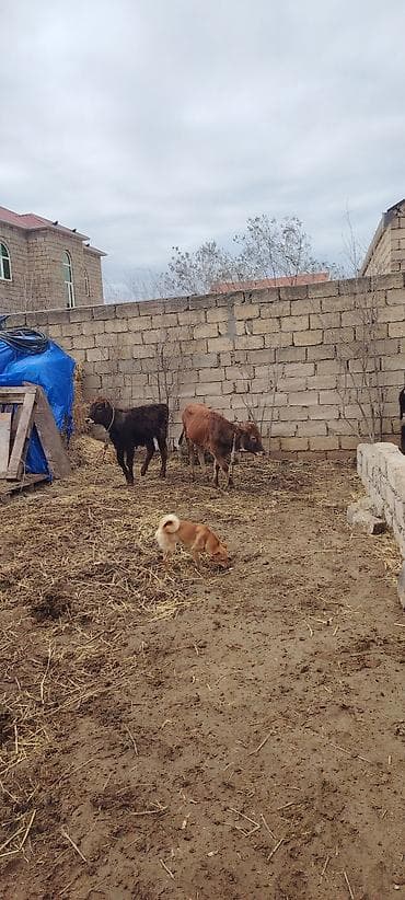 Saxlamali super dana — 2