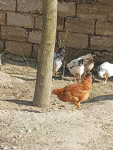 simental inekler azerbaycanda: ‼️ Təcili Satılır ‼️ 53 ədəd tam sağlam 4.ay yarımlıq colpalar — 3