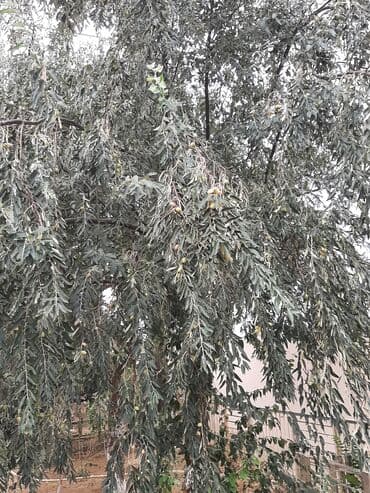 Букетные цветы: Salam.Əlairişirin iydə ağacları.Öz bağımdan.Ünvan Bilgəh.1ədəd 15 — 2