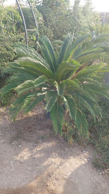 Sifarişlə əl işləri: Agaclar
gubreler guller — 19