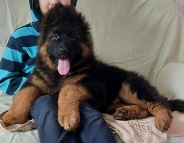 alman ovcarka balaları: Alman çoban iti, 2 ay, Erkek, Sənədli, Pulsuz çatdırılma — 1