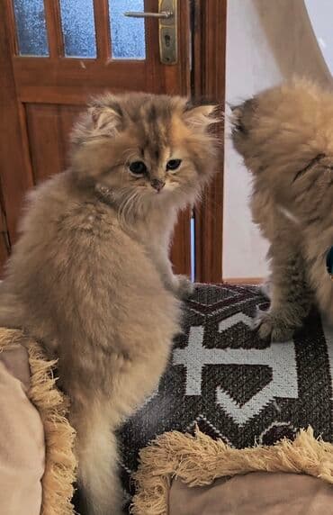 домашние котята добрые руки: Qızıl şinşilla, Yaxşı əllərə — 1