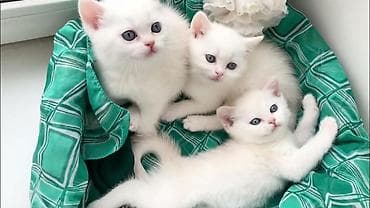 qara pişik: Britan, Pulsuz çatdırılma — 1