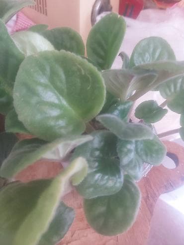 monstera bitkisi: 40 ədəd bənövşə şəkildə olduğu kimi satılır — 8