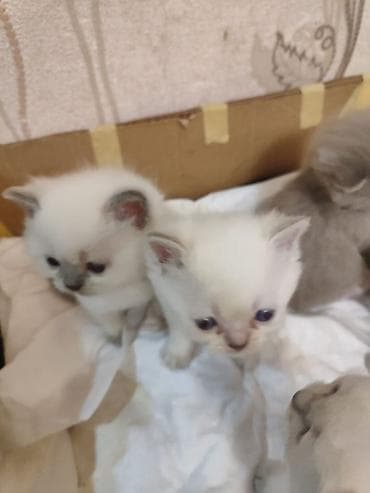 gence heyvan: Britan, Erkək, Dişi, Yaxşı əllərə, Ünvandan götürmə, Pulsuz çatdırılma, Ödənişli çatdırılma — 2